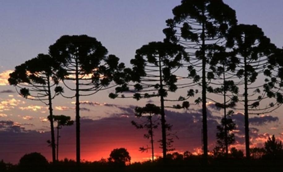 Educação Ambiental no currículo Educação Ambiental no currículo